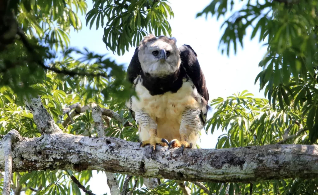 5Harpiile cuibăresc pe copaci mari, bătrâni, adesea vizați de tăiere © feathercollector/ Shutterstock