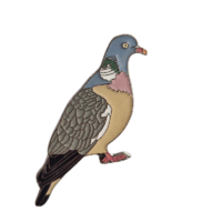 Insignă porumbel gulerat