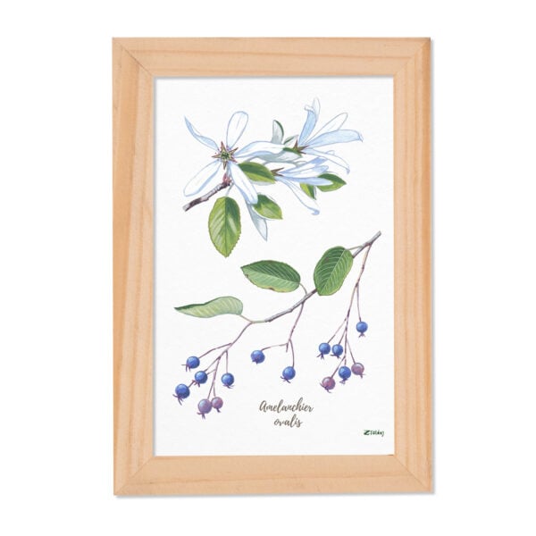 Tablou Amelanchier ovalis