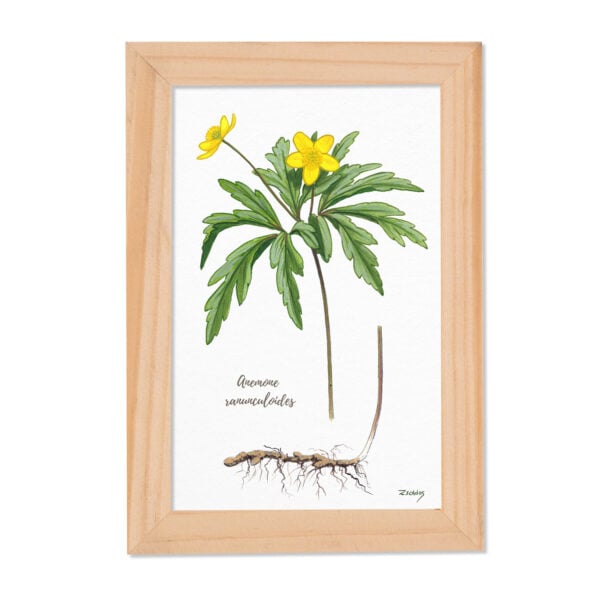 Tablou Anemone ranunculoides