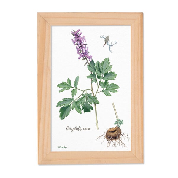Tablou Corydalis cava