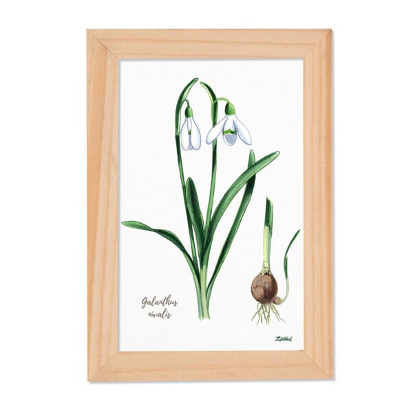 Tablou Galanthus nivalis