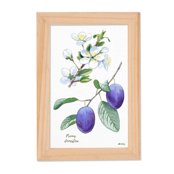 Tablou Prunus domestica