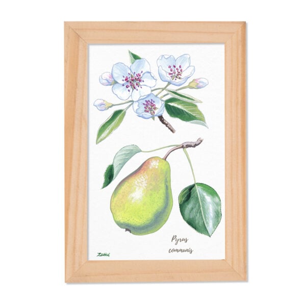 Tablou Pyrus communis