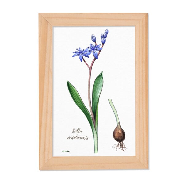 Tablou Scilla vindobonensis