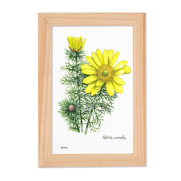 Tablou Adonis vernalis