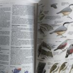Ghid pentru identificarea păsărilor - imagine 4
