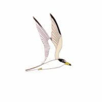 Insignă chiră mică