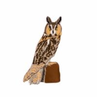 Insignă ciuf de pădure