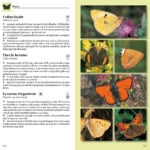 Determinator de plante și animale - imagine 4
