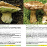 Ghidul culegătorului de ciuperci - 555 de specii - imagine 3