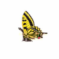 Insignă fluture coada rândunicii