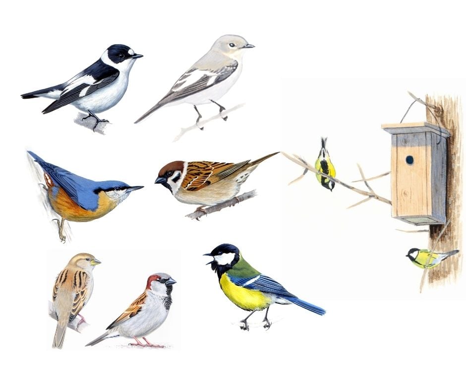 Cuib tip B (neasamblat) 2025 - imagine 2