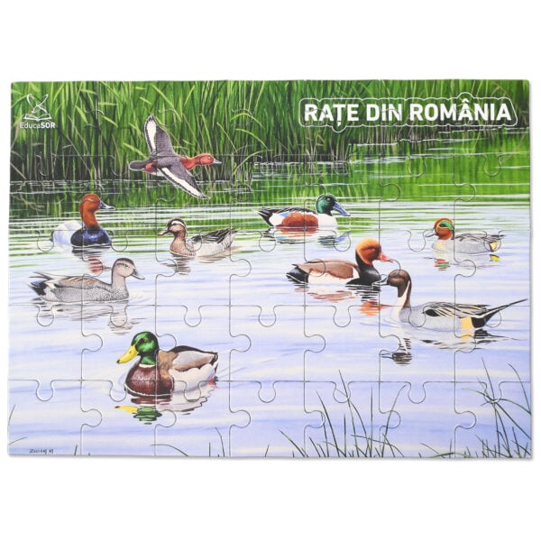 Puzzle Rațe din România
