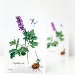 Felicitare brebenel - imagine 2