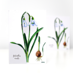 Felicitare ghiocel - imagine 2