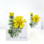 Felicitare rușcuță - imagine 2