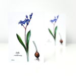 Felicitare viorea - imagine 2